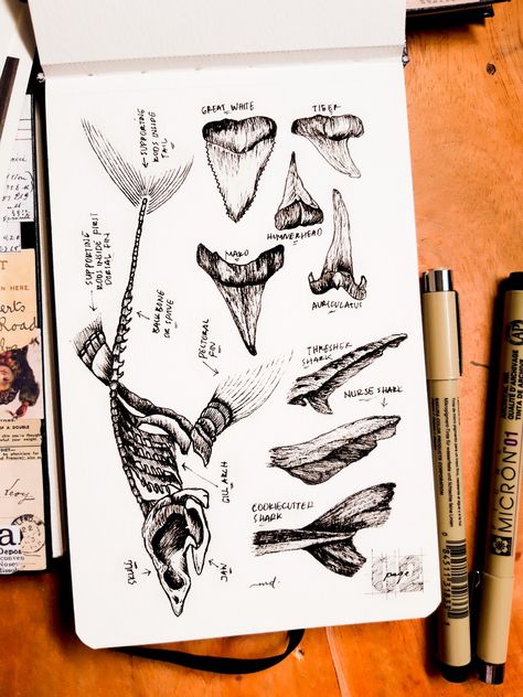 #art #artwork #shark #bone #hammerhead #wildlife #animals #drawing #sketchbook #ink #inkedup Shark Bones Drawing, Shark Sketchbook Page, Shark Skull, Skull Anatomy, Shark Drawing, Animals Drawing, Hammer Head, Bone Art, Hammerhead Shark