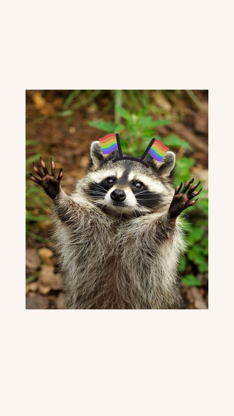 A cute raccoon with a draw on pride flag headband / boppers on a cream background Raccoon Pfp, Cute Raccoon, Cream Background, Pride Flag, Flag, Cream