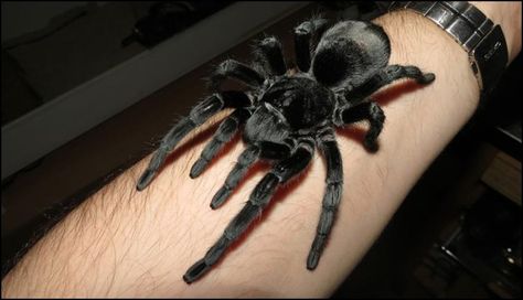 Brazilian Black Tarantula, Black Tarantula, Sunday Video, Pet Tarantula, Pet Spider, Black Brazilian, Jet Black Color, Arthropods, Black Spider