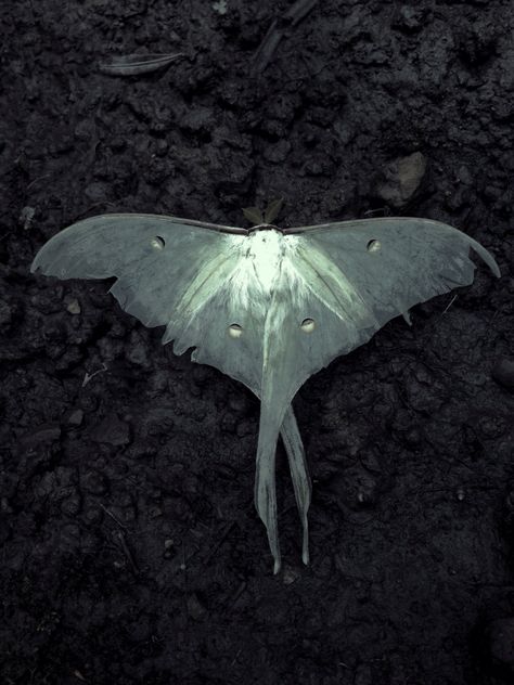 ▇ Dark Fae Aesthetic, Dark Fairytale Aesthetic, Moth Aesthetic, Dark Forest Aesthetic, Lunar Moth, Nature Goddess, Dark Fairytale, The Moon Tarot, Image Nature