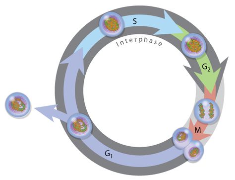 The phases of the cell cycle. The Cell Cycle, Cell Cycle, The Cell, Cycling, Quick Saves