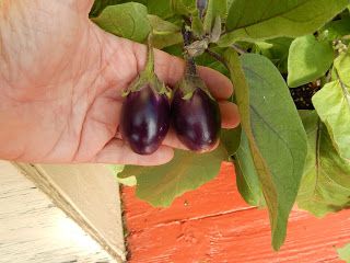 Patio Eggplant Recipes, Baby Eggplant Recipes, Eggplant Bites, Parmesan Bites, Baby Eggplant, Small Eggplant, Floating Garden, Meatless Mondays, Eggplant Parmesan