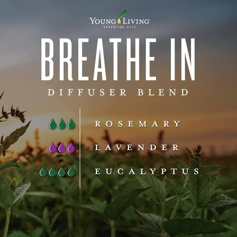 Young Living Essential Oils on Instagram: “Just breathe. 😌 #yleo #relaxing #nostress #younglivingeo #youngliving #aromatherapy #relaxing #mentalhealth #thebest #seedtoseal #pure…” Young Living Diffuser, Essential Oil Combinations, Essential Oils For Headaches, Essential Oil Diffuser Blends Recipes, Young Living Essential Oils Recipes, Eucalyptus Globulus, Essential Oils Cleaning, Essential Oil Diffuser Recipes, Yl Essential Oils