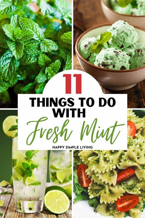 Fresh mint plants, mint chocolate chip ice cream, mint pesto and mint mojitos cocktails. Drinks To Make With Mint Leaves, Mint And Basil Recipes, Dishes With Mint, Freezing Fresh Mint Leaves, Recipes With Chocolate Mint Leaves, Recipe With Mint Leaves, What To Make With Fresh Mint Leaves, Appetizers With Mint, Wild Mint Uses