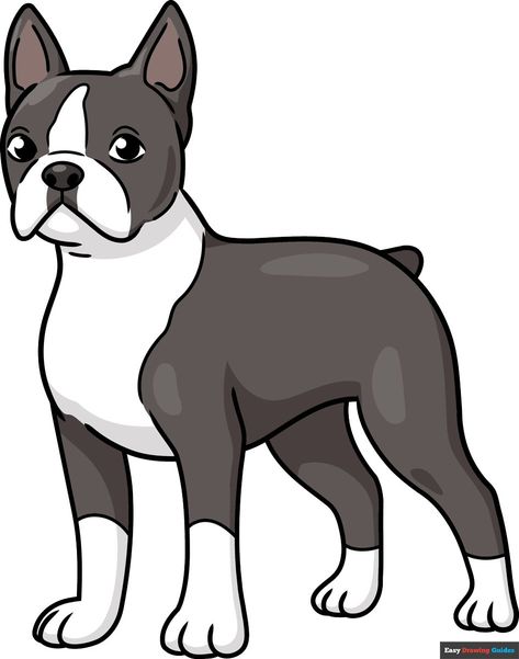 Learn How to Draw a Boston Terrier: Easy Step-by-Step Drawing Tutorial for Kids and Beginners. See the full tutorial at https://easydrawingguides.com/how-to-draw-a-boston-terrier/ . Boston Terrier Illustration, Cat And Dog Drawing, Dog Drawing Tutorial, Boston Terrier Funny, Easy Drawing Tutorial, Dog Rocks, Drawing Tutorials For Kids, Drawing Tutorial Easy, Coloring Tutorial