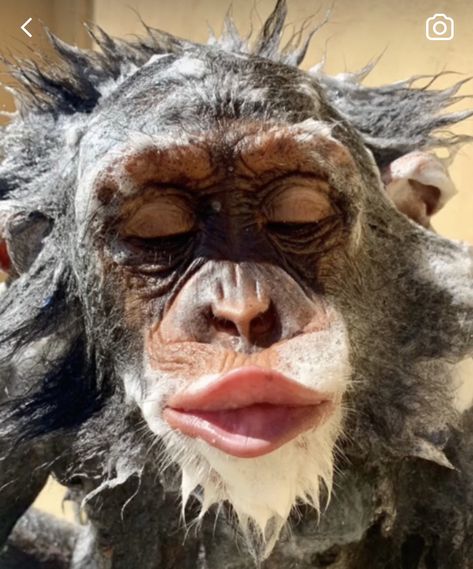 Monkey Pfp, Ugly Monkey, Boy Monkey, Piggy Tails, Girlfriend And Boyfriend Goals, Monkey Man, Cheeky Monkey, Cute Headers For Twitter, Kissy Face