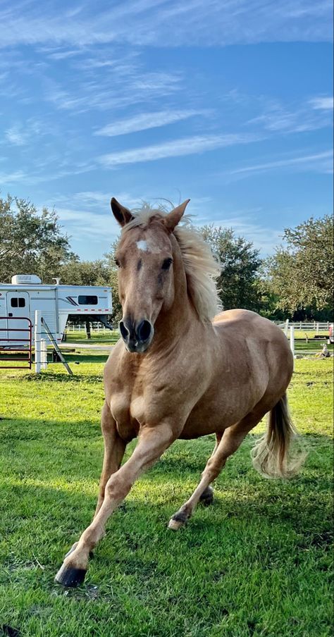 Palomino Quarter Horse, Horse Palomino, Palomino Horses, Aqha Horses, Horse Running, Palomino Horse, Horse Galloping, Running Horse, Running Horses