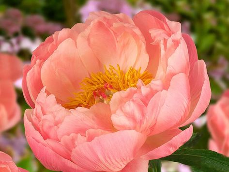 Coral Sunset Peony, Plant Knowledge, Huge Flowers, Coral Sunset, Garden Inspo, Rose Varieties, Country Landscape, Red Peonies, Peonies Garden