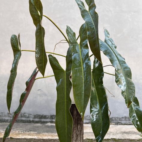 How to care for philodendron atabapoense - Plantication Philodendron Crassinervium, Philodendron Camposportoanum, Philodendron Atabapoense, Philodendron Sodiroi, Beautiful Jungle, Philodendron Plant, Rooting Hormone, Soil Layers, Liquid Fertilizer