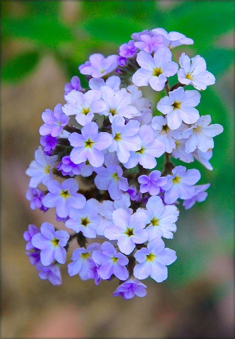 Heliotrope Flower, Sensory Gardens, Tiger Butterfly, Rapunzel Wedding, School Gardens, The Metamorphosis, Garden Magazine, Ground Covers, Australian Plants