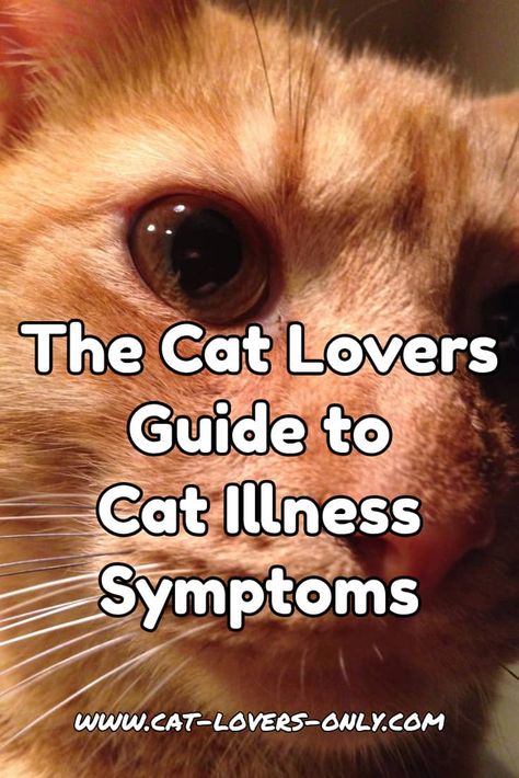 Cat Diseases, Cat Health Problems, Cat Illnesses, Cat Health Care, Cat Info, Cat Care Tips, Kitten Care, Senior Cat, Healthy Cat