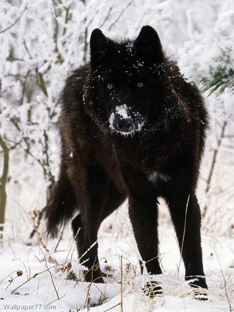 Black Tamaskan.....Husky, German Shepherd, Alaskan Malamute mix. It looks just like a wolf! I want!!!! <3 Melanistic Wolf, Sieglinde Sullivan, Tamaskan Dog, Melanistic Animals, Black Wolves, Alpha Werewolf, Wolf Photos, Gray Wolf, Dog Sketch