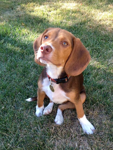 Handsome beagle boy! Beagle Pups, Baby Pets, Cute Beagles, Beagle Puppy, The Fox And The Hound, Character Development, Cuteness Overload, Aesthetically Pleasing, Pretty Wallpapers