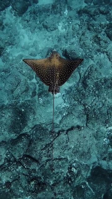 Spotted Eagle Ray, Ocean Images, Octopus Squid, Eagle Ray, Sea Floor, Beneath The Sea, Beautiful Sea Creatures, Beach Posters, Marine Biology