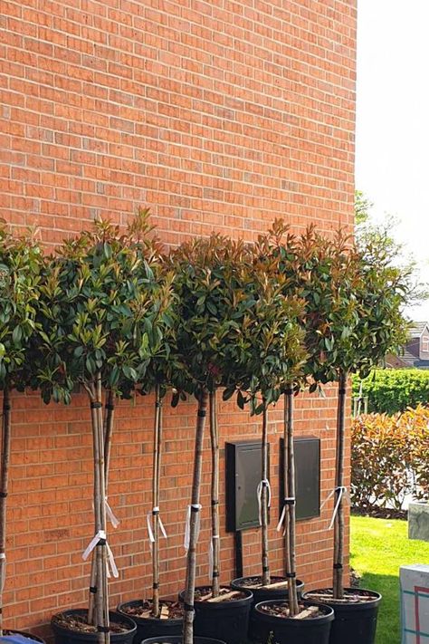 Our amazing Photinia 'Red Robin' comes in wide a range of different types from a shrub to a standard tree. Check them out on our website! Standard Trees, Photinia Red Robin, Garden Stairs, Red Robin, Potted Trees, Garden Projects, Different Types, Front Door, Stairs