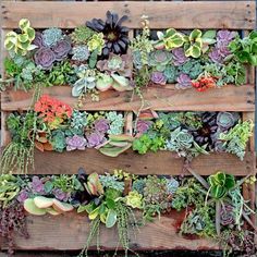 Succulent Projects, Garden Palette, Succulent Wall Garden, Succulent Varieties, Vertical Pallet Garden, Succulent Wall Planter, Vertical Succulent Gardens, Pallet Projects Garden, Production Manager