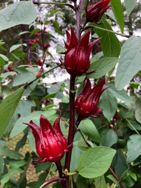 Roselle Hibiscus– An Herb with Many Names – The Herb Society of America Blog Roselle Plant, Red Sorrel, Roselle Hibiscus, Flowers Hibiscus, Vegetables Garden, Hibiscus Sabdariffa, Garden Mural, Strange Flowers, Hibiscus Plant