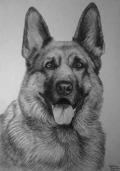 German shepherd by Magdalena888 German Shepherd Colors, Dogs Cartoon, Dogs Drawing, Realistic Animal Drawings, German Shepherd Art, Dog Sketch, 강아지 그림, Cartoon Drawing, Animal Sketches