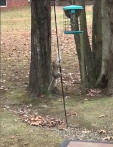 Anti-squirrel slinky on bird feeder: it ... I Am An Engineer, Squirrel Proof Bird Feeders, Squirrel Funny, Bird Baths, Simple Life Hacks, Bird Seed, Bird Toys, Bird Feeder, Funny Animal Pictures