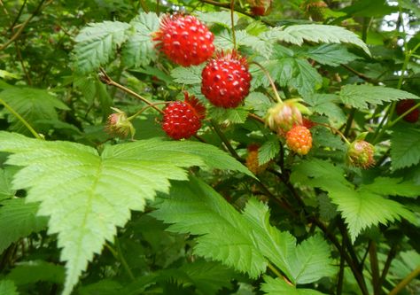 Forage now (June): salmon berries Salmon Berries, Summer Foraging, Salmon Berry, Plant Mural, Hedge Plants, Edible Wild Plants, Tattoo Flowers, Berry Plants, Berry Bushes