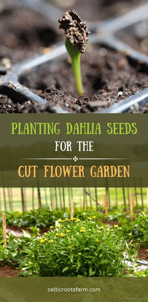 two pictures, one of a dahlia seedling germinating, and one of dahlia plants in the garden Planting Flowers From Seeds, Dahlia Flower Garden, Dahlia Seeds, Grow Dahlias, Planting Dahlias, Growing Cut Flowers, Seed Starting Mix, Grow Gorgeous, Growing Dahlias