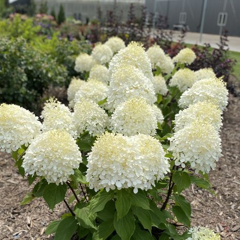 PUFFER FISH™ Hydrangea Puffer Fish Hydrangea, Hardy Hydrangea, Winter Planter, Hydrangea Garden, Hydrangea Paniculata, Hydrangea Not Blooming, Puffer Fish, Flowering Shrubs, Unique Flowers