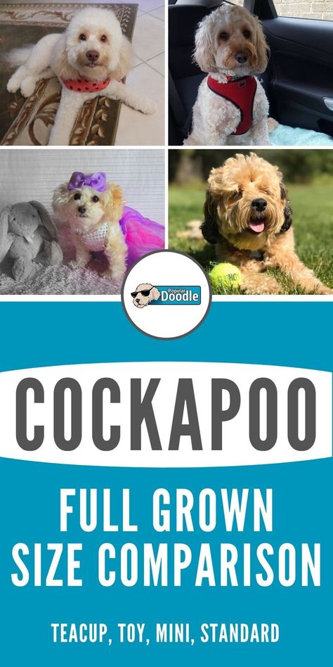 Mini Cockapoo Full Grown, Teacup Cockapoo, Cockapoo Full Grown, Cockapoo Haircut, Miniature Cockapoo, Toy Cockapoo, Cockapoo Grooming, Mini Cockapoo, Red Cockapoo