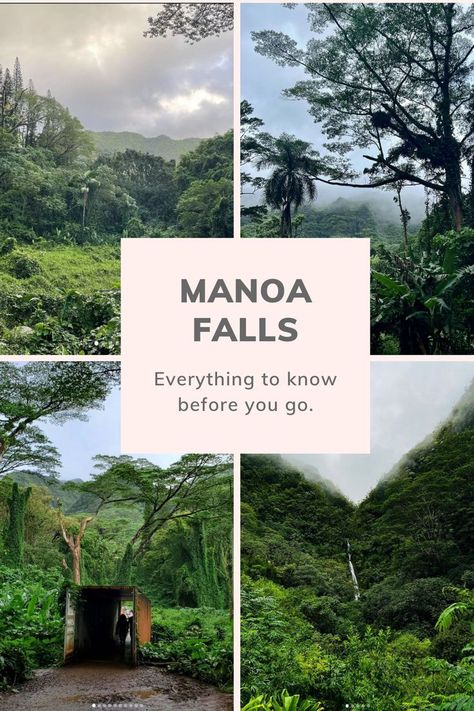 Manoa Falls is an easy hike in Oahu that's breathtaking. The best views, for the easiest hike. It's good for all levels, including small kids. And it's just 20 minutes from Waikiki. It's the best easy hike on the island. This rainforest hike ends at a 150 foot waterfall. Here are all our tips and tricks for this scenic hike....... #OahuIdeas #Honolulu Oahu Living, Manoa Falls Oahu, Manoa Falls, Oahu Hikes, Oahu Vacation, Oahu Travel, Honolulu Waikiki, Autumn Paper, Small Kids