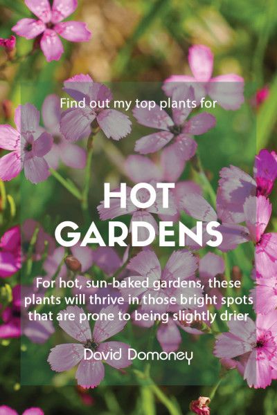 Hot Bed Gardening, Flowers For South Facing Garden, Tea Garden Plants List, Flowers For Garden Pest Control, Garden Bed Soil Mixture, Pollinator Plants, Garden Chic, Sea Holly, Ice Plant