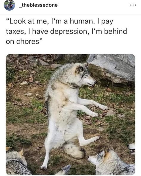 Funny Animal Memes, Dog Memes, Animal Memes, Cute Funny Animals, Bones Funny, Funny Cute, Really Funny, Funny Animals, Funny Jokes