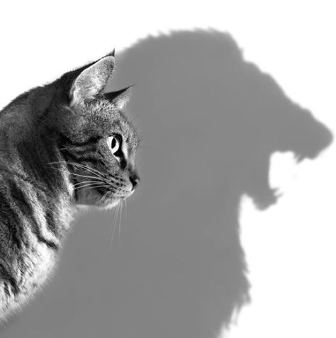 Researchers found that domestic cats have the same personality traits as African lions.