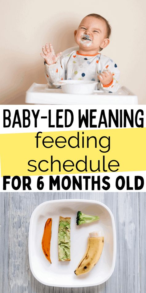 6 Month Old Baby-Led Weaning Meal Ideas & Feeding Schedule Blw Meal Plan 6 Months, Blw Breakfast 6 Months, 6 Month Meal Plan Baby, Six Months Baby Food, Baby Foods 6 Months, 6 Month Blw Meals, Baby Weaning Recipes 6 Months, First Foods For 6 Month Old, Weaning Recipes 6 Months