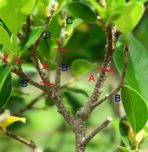 Defoliating Ficus #Bonsai Ficus Microcarpa Bonsai, Ficus Bonsai Tree, Green Therapy, Ficus Bonsai, Bonsai Pruning, Bonsai Ficus, Ficus Microcarpa, Bonsai Tree Care, Bonsai Techniques