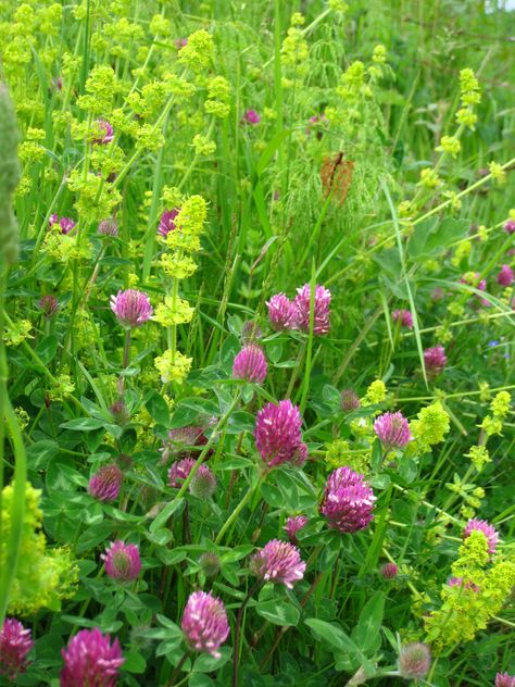 Red Clover and Crosswort Red Clover Aesthetic, Clover Field Aesthetic, Crimson Clover Aesthetic, Red Clover Field, Purple Clover Plant, Clover Meadow, British Wildflowers, Trifolium Pratense, Clover Field