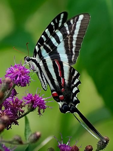 ✯ Delightful Zebra Moth Photos, Zebra Swallowtail, Zebra Butterfly, Moth Caterpillar, Flying Flowers, Butterflies Flying, Beautiful Bugs, Butterfly Pictures, Butterfly Kisses