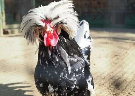 15 Best Chicken Breeds to Keep Together for Backyard Flock - White Chicken Breeds, Homemade Chicken Feed, Chickens Backyard Breeds, Black And White Chicken, Dominique Chickens, Best Chicken Breeds, Barred Rock Chickens, Sussex Chicken, Cochin Chickens