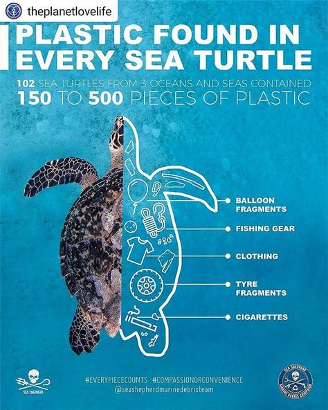 ATTENTION!!!! recent research study of over 100 sea turtles from 3 different oceans found that 100% of the turtles studied had consumed various types of plastic. . .  It's hard to give up something we've been so accustomed to. But the reality is if we don't try and make that change then our kids and their kids will be in danger of missing out on such beautiful creatures nature has afforded us to be around. . . : @seashepherd Reusable Products, Plastic Balloons, Marine Pollution, The Turtles, Marine Conservation, Plastic Pollution, Plastic Design, Marine Biology, Sea Turtles