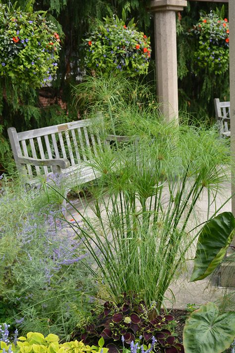 Papyrus Plant Indoor, King Tut Plant, Papyrus In Egypt, Cyperus Rotundus, King Evelthon Cyprus, Cyperus Papyrus, Ipswich Massachusetts, Egyptian Papyrus, Bog Garden