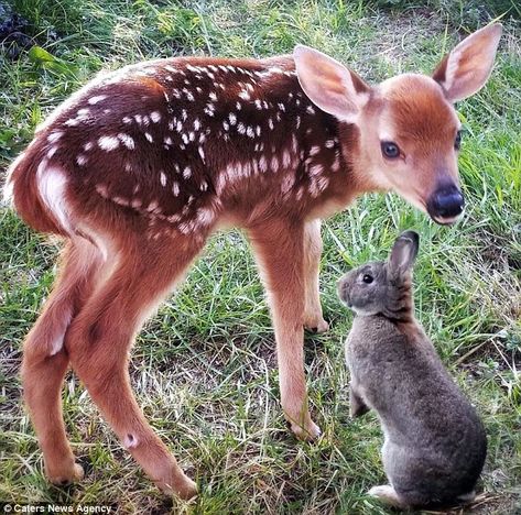 Adorable images show the real-life Bambi and Thumper who are the deerest of friends. Pumpk... Bambi And Thumper, Baby Deer, Deer, On Instagram, Instagram