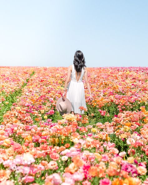 The Flower Fields in Carlsbad - Travel and Photography Tips Flower Field Photography, Spring In California, Tulips Field, Carlsbad Flower Fields, California Sandiego, Field Photography, Ranunculus Flowers, Flower Photoshoot, California Living