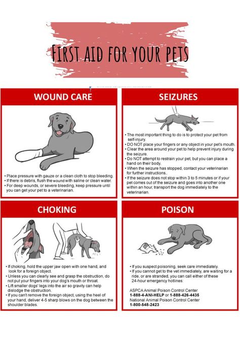 Yorkie Training, Dog First Aid, Pet First Aid, Holistic Dog Care, Popular Dog Names, Dog Infographic, Dog Rescue Stories, Dog Friendly Vacation, First Aid Tips