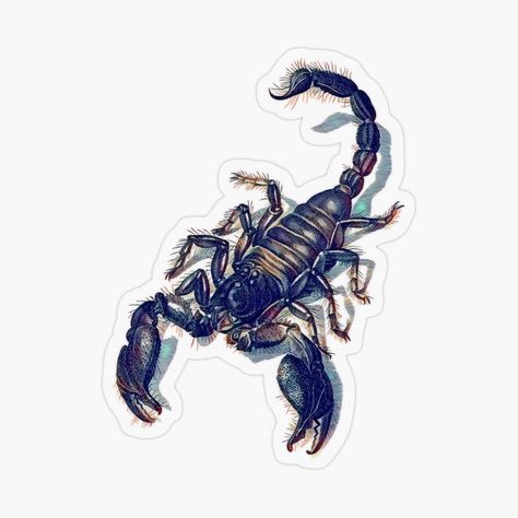 Get my art printed on awesome products. Support me at Redbubble #RBandME: https://www.redbubble.com/i/sticker/Abstract-Black-Scorpion-by-PolarNightNomad/88312010.O9UDB?asc=u Scorpion Sticker, Plastic Stickers, Printed Art, Personalized Water Bottles, Scorpion, Sticker Design, Sell Your Art, Vinyl Decal Stickers, Vinyl Sticker