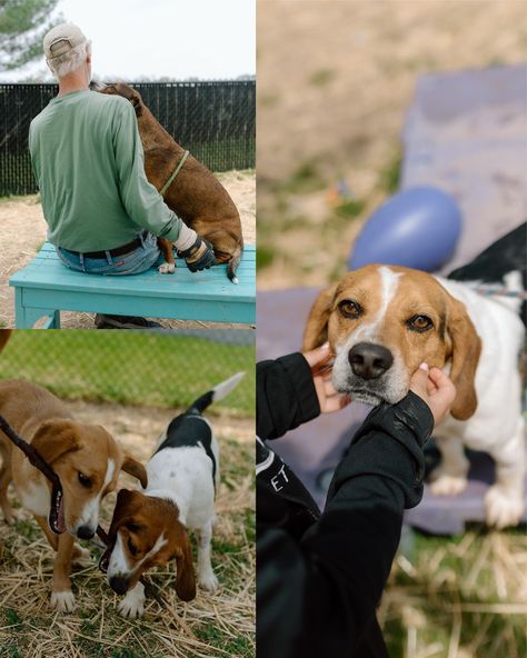 keep scrolling to see some of the pups available for adoption at the Daviess County Animal Care & Control! I had the pleasure of visiting our local animal shelter this past Friday - all of these dogs were the sweetest and so good around children (I had my goddaughter, Zepplyn, there to help out!) if you’re looking to adopt, foster, donate, or volunteer please be sure to visit: www.daviessky.org/departments/animal-control to learn more. 2620 Highway 81 Owensboro, KY 42301 (270) 685-8275 th... Foster Animals, Owensboro Ky, Manifestation Board, Animal Control, Animal Care, Daughter Of God, Animal Shelter, Pet Care, The Fosters