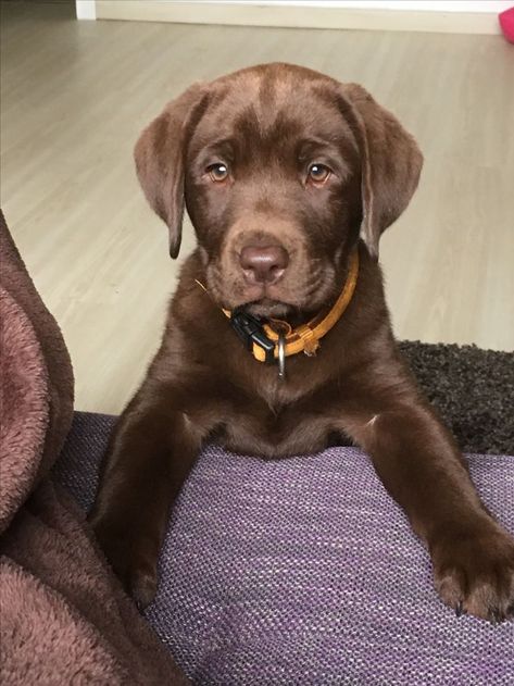 Puppy Necessities, Chocolate Dog, Chocolate Lab Puppies, Chocolate Labs, Chocolate Labrador Retriever, Very Cute Dogs, Labrador Retriever Puppies, Black Labs, Really Cute Dogs