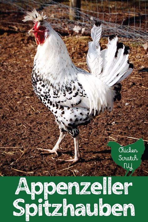 Learn more about the stunning Appenzeller Spitzhauben, a slight and quick moving egg laying breed with a fancy crown of feathers. They're an energetic addition to any backyard flock #backyardchickens #appenzellerspitzhauben #chickenkeeping #raisingchickens #freerangechickens Appenzeller Chicken, Fancy Crown, Best Laying Chickens, Leghorn Chickens, Raising Turkeys, Laying Chickens Breeds, Raising Chicken, Chicken Incubator, Best Egg Laying Chickens