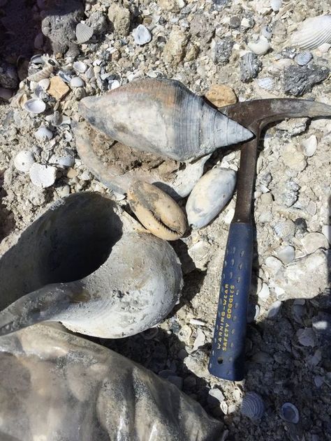 Excursion to the Florida Pleistocene - Fossil Hunting Trips - The Fossil Forum Peace River, Fossil Hunting, Hunting Trip, First Humans, Fossil, Hunting, Florida, Gems, Lake