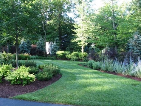 Backyard Privacy Landscaping, Natural Privacy Fences, Privacy Landscaping Backyard, Privacy Fence Landscaping, Landscaping Along Fence, Fence Options, Fence Plants, Privacy Trees, Landscaping Trees