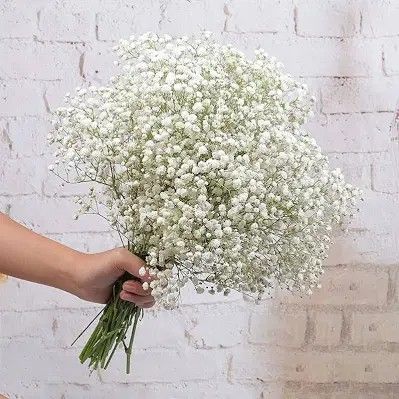 Gypsophila Flower, Party Furniture, Babies Breath, Artificial Flower Bouquet, Dried Flower Bouquet, Faux Florals, Garden Decoration, Outdoor Shade, Real Flowers