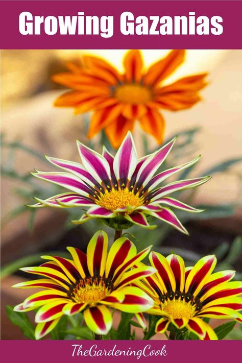 Gazania Flowers Gardens, Gazania Rigens, Gazania Flowers, Fall Container Plants, Blooms All Summer, Fall Gardening, Garden Tattoo, Garden Remedies, Planting Tips