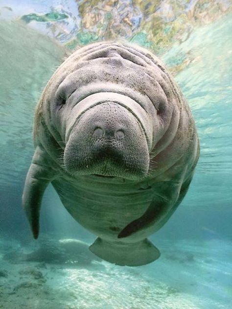 Florida Manatee - or sea cow - I just see beautiful and reminds me of home....think this will be my next pastel drawing Wallpaper Ocean Aesthetic, Manatee Art, Cow Facts, Manatee Florida, Pig Care, Florida Images, Pig Toys, Beautiful Florida, Animals Tattoo